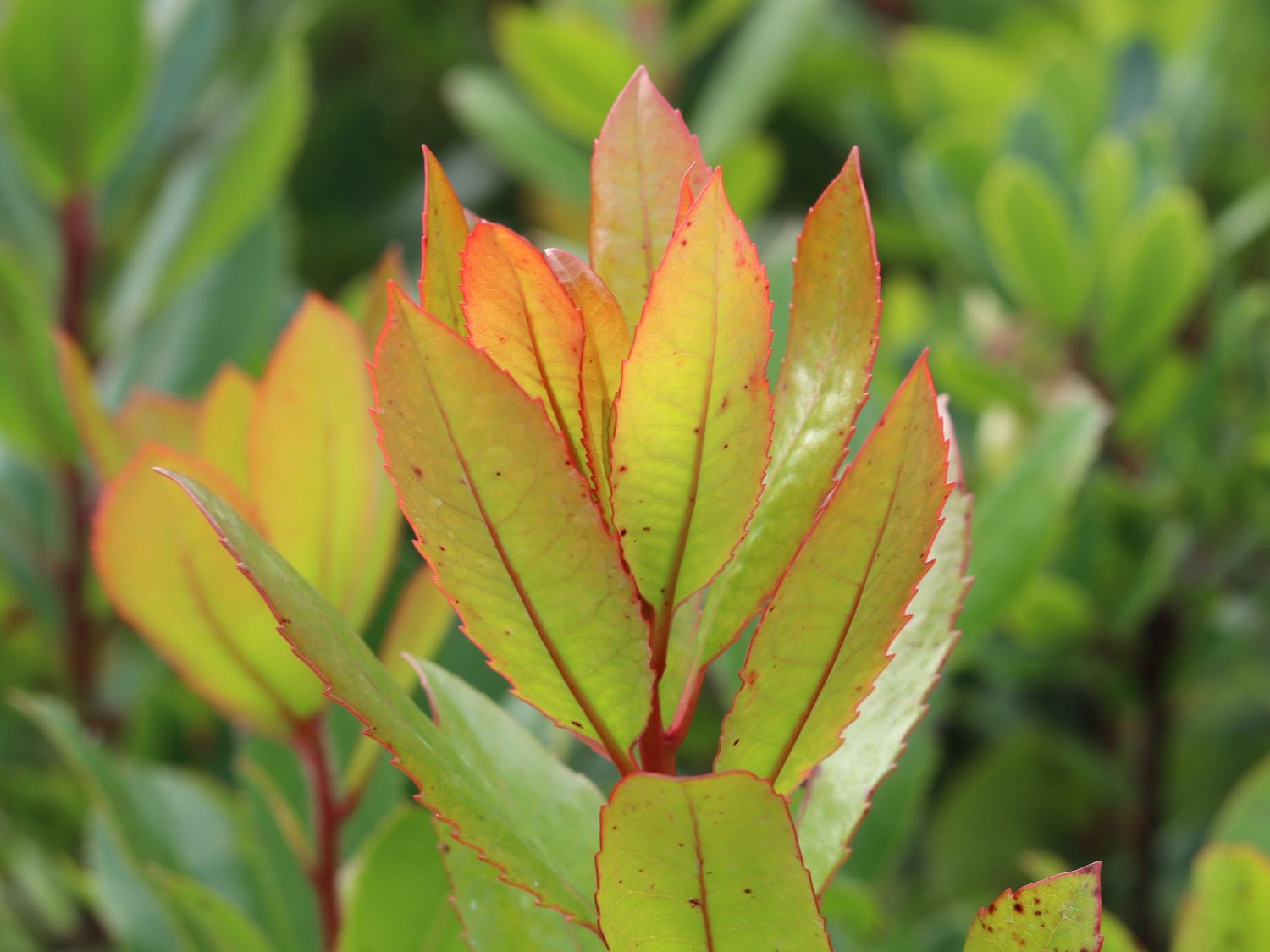 Westlicher Erdbeerbaum - Arbutus unedo
