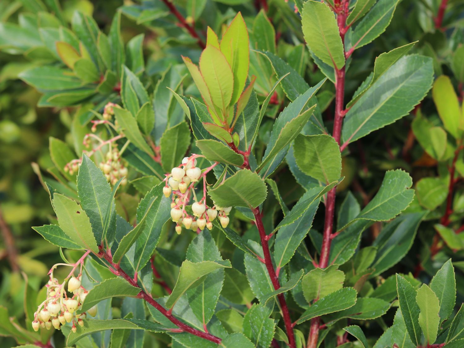 Westlicher Erdbeerbaum - Arbutus unedo