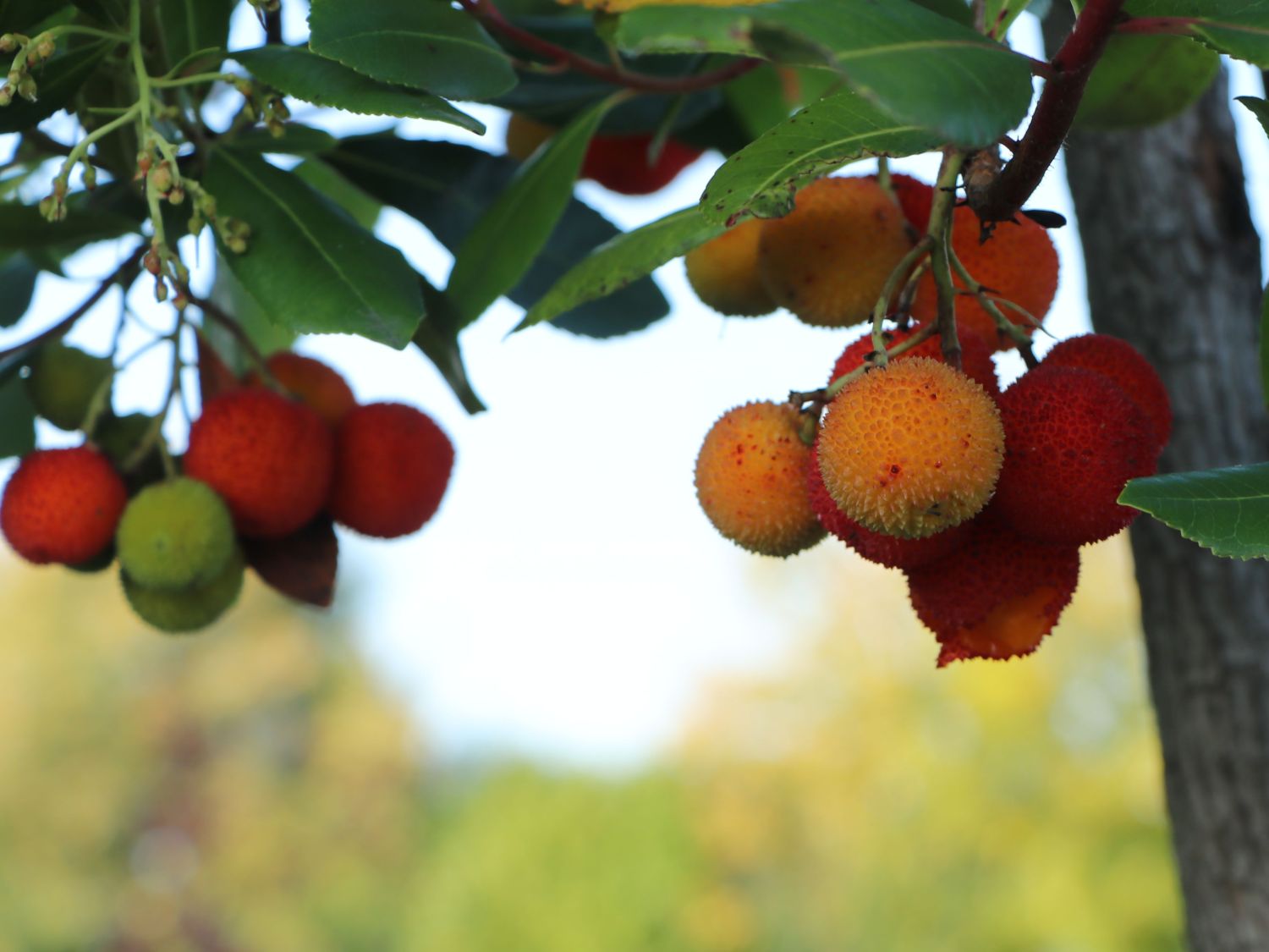 Westlicher Erdbeerbaum - Arbutus unedo