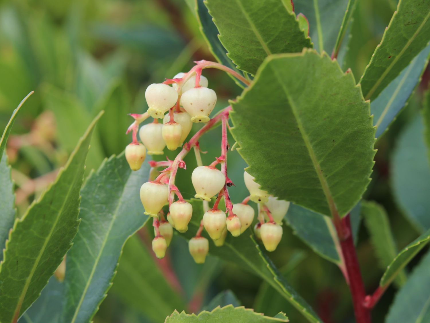 Westlicher Erdbeerbaum - Arbutus unedo