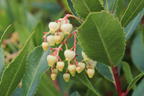 Westlicher Erdbeerbaum - Arbutus unedo