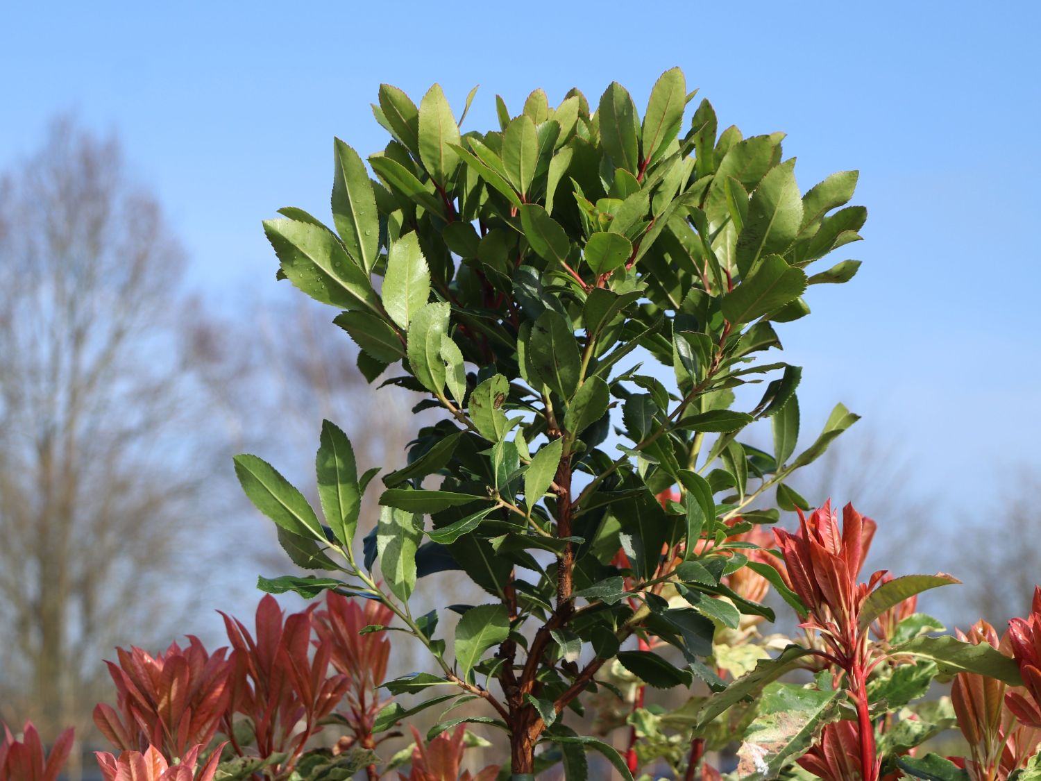 Westlicher Erdbeerbaum - Arbutus unedo