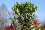Westlicher Erdbeerbaum - Arbutus unedo