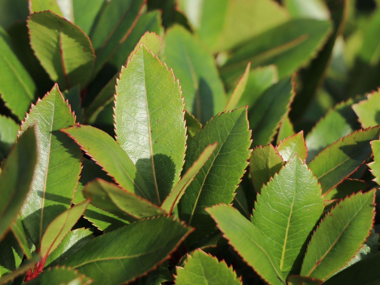 Westlicher Erdbeerbaum - Arbutus unedo