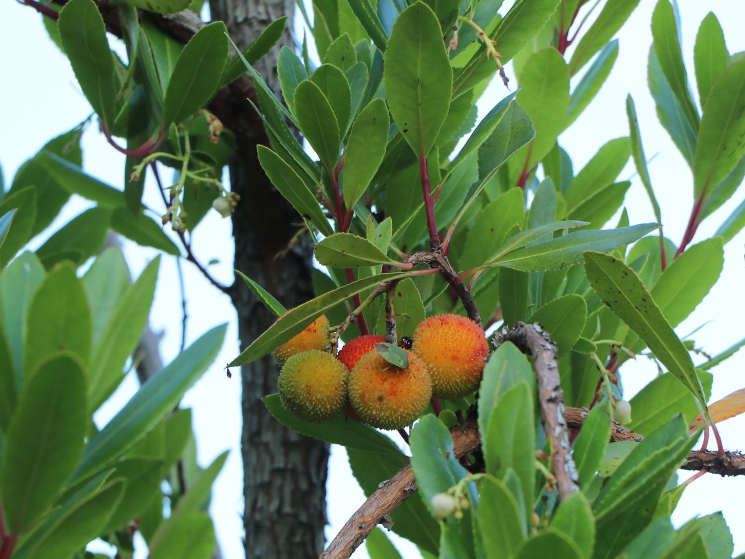 Westlicher Erdbeerbaum - Arbutus unedo