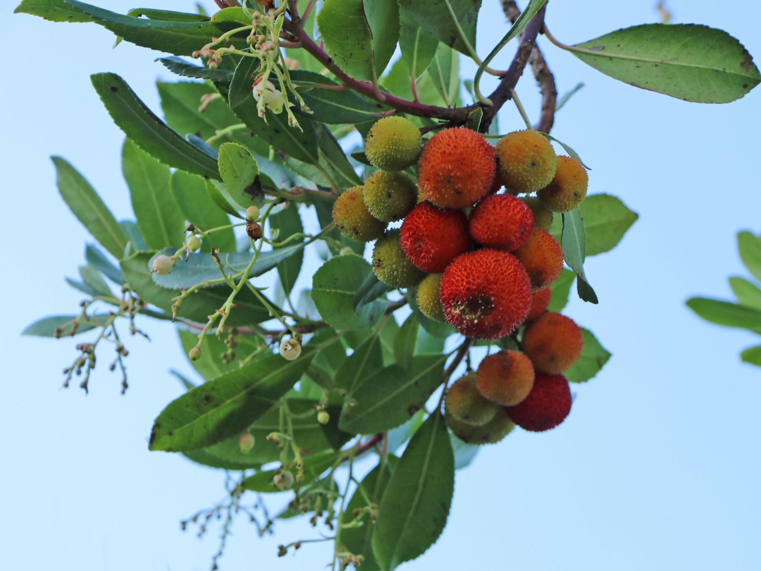 Westlicher Erdbeerbaum - Arbutus unedo