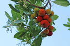 Westlicher Erdbeerbaum - Arbutus unedo