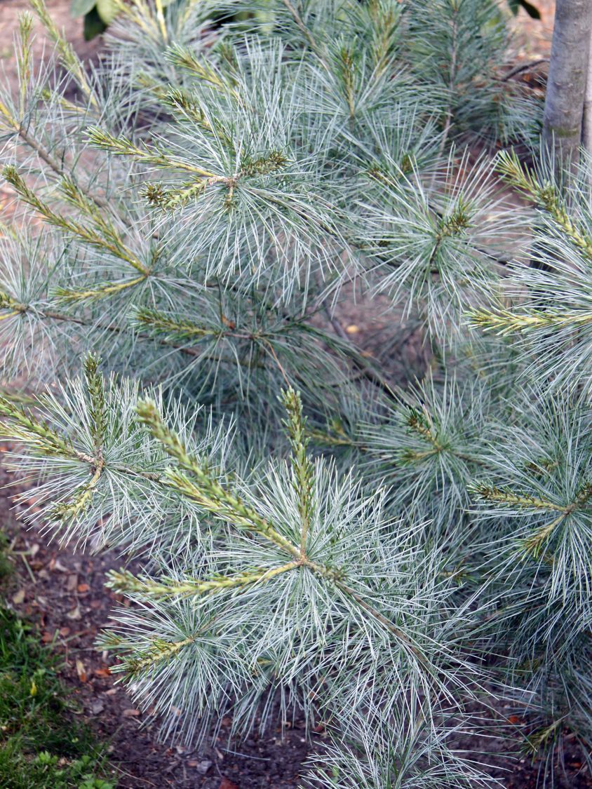 Weymouths-Kiefer 'Himmelblau'