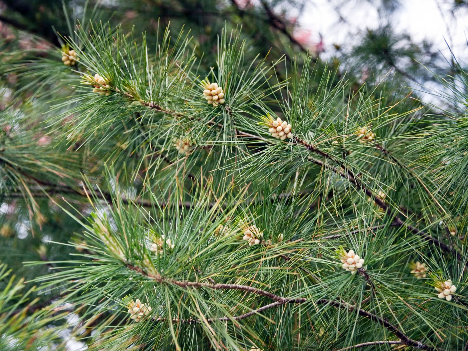 Weymouths-Kiefer / Strobe / Eastern White Pine