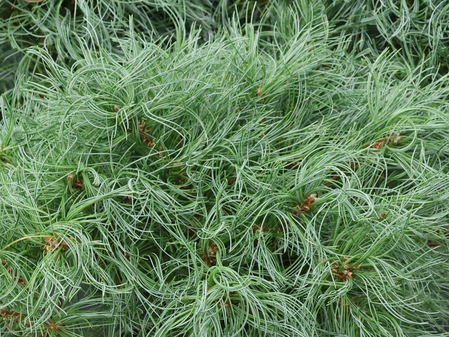 Weymouths-Kiefer 'Tiny Curls'