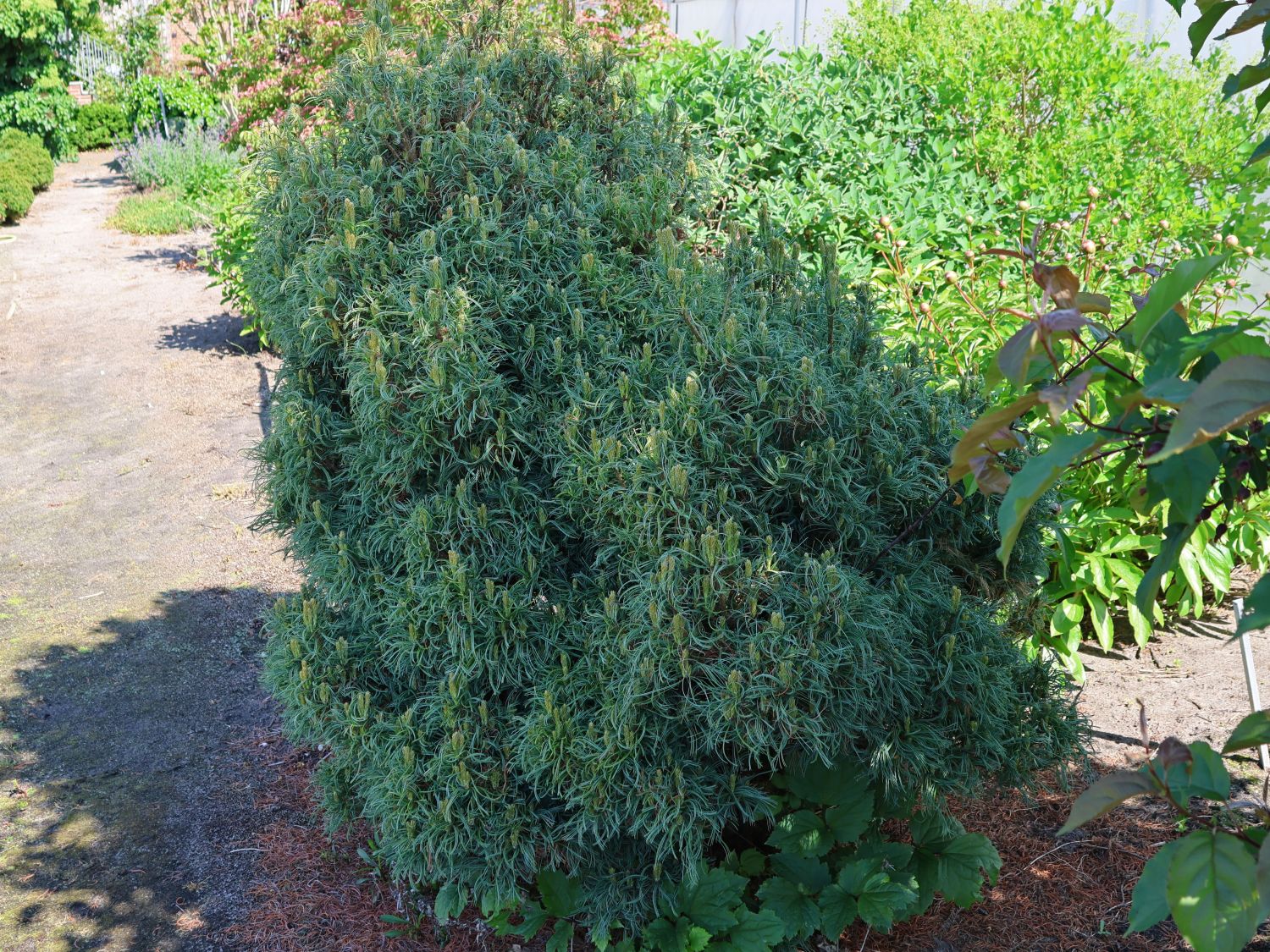 Weymouthskiefer 'Green Twist'