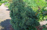 Weymouthskiefer 'Green Twist'