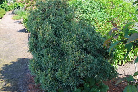 Weymouthskiefer 'Green Twist' - Pinus strobus 'Green Twist'