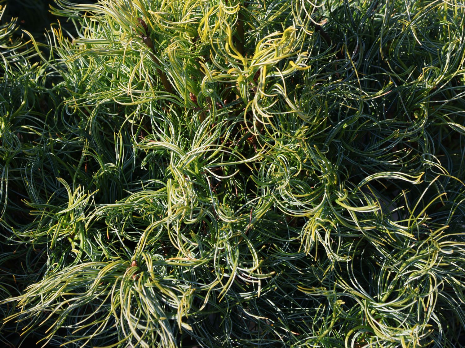 Weymouthskiefer 'Green Twist' - Pinus strobus 'Green Twist'