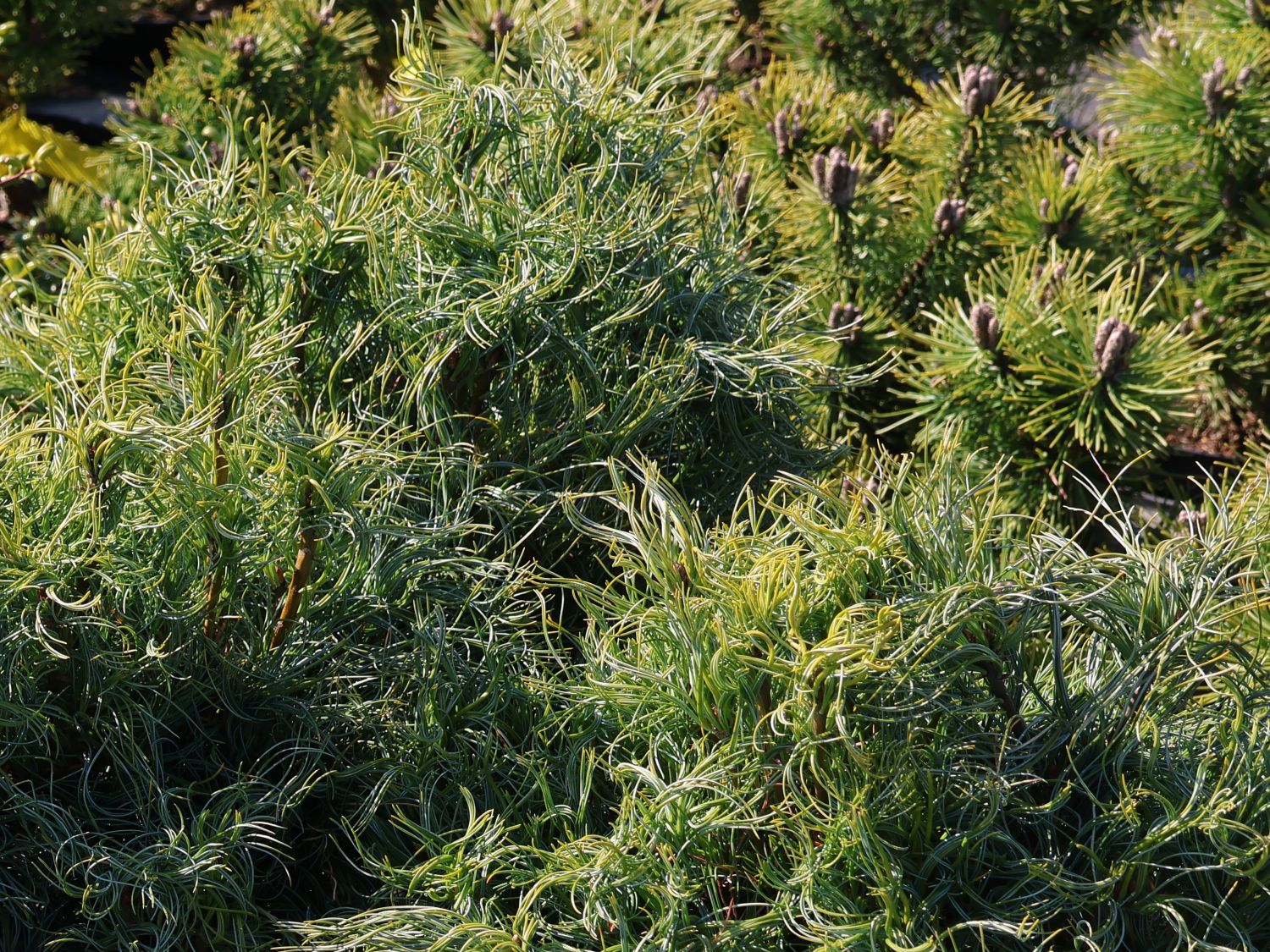 Weymouthskiefer 'Green Twist' - Pinus strobus 'Green Twist'