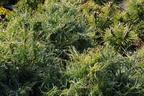 Weymouthskiefer 'Green Twist' - Pinus strobus 'Green Twist'