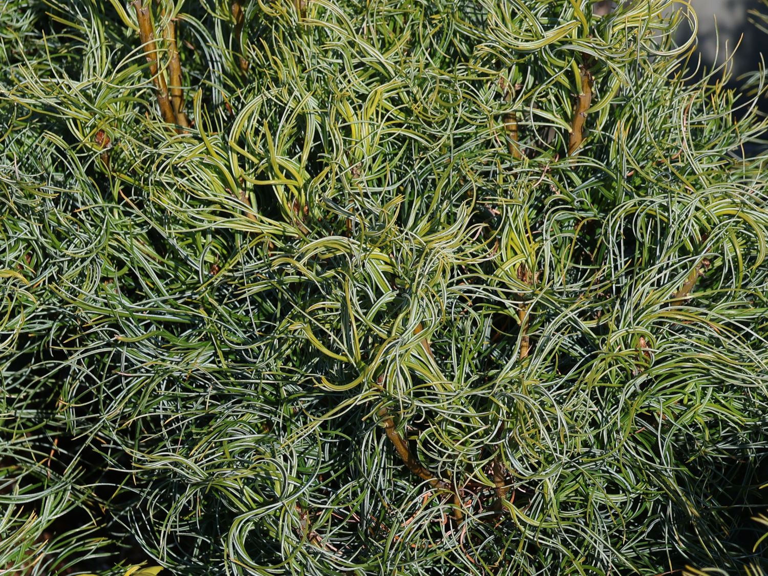 Weymouthskiefer 'Green Twist' - Pinus strobus 'Green Twist'