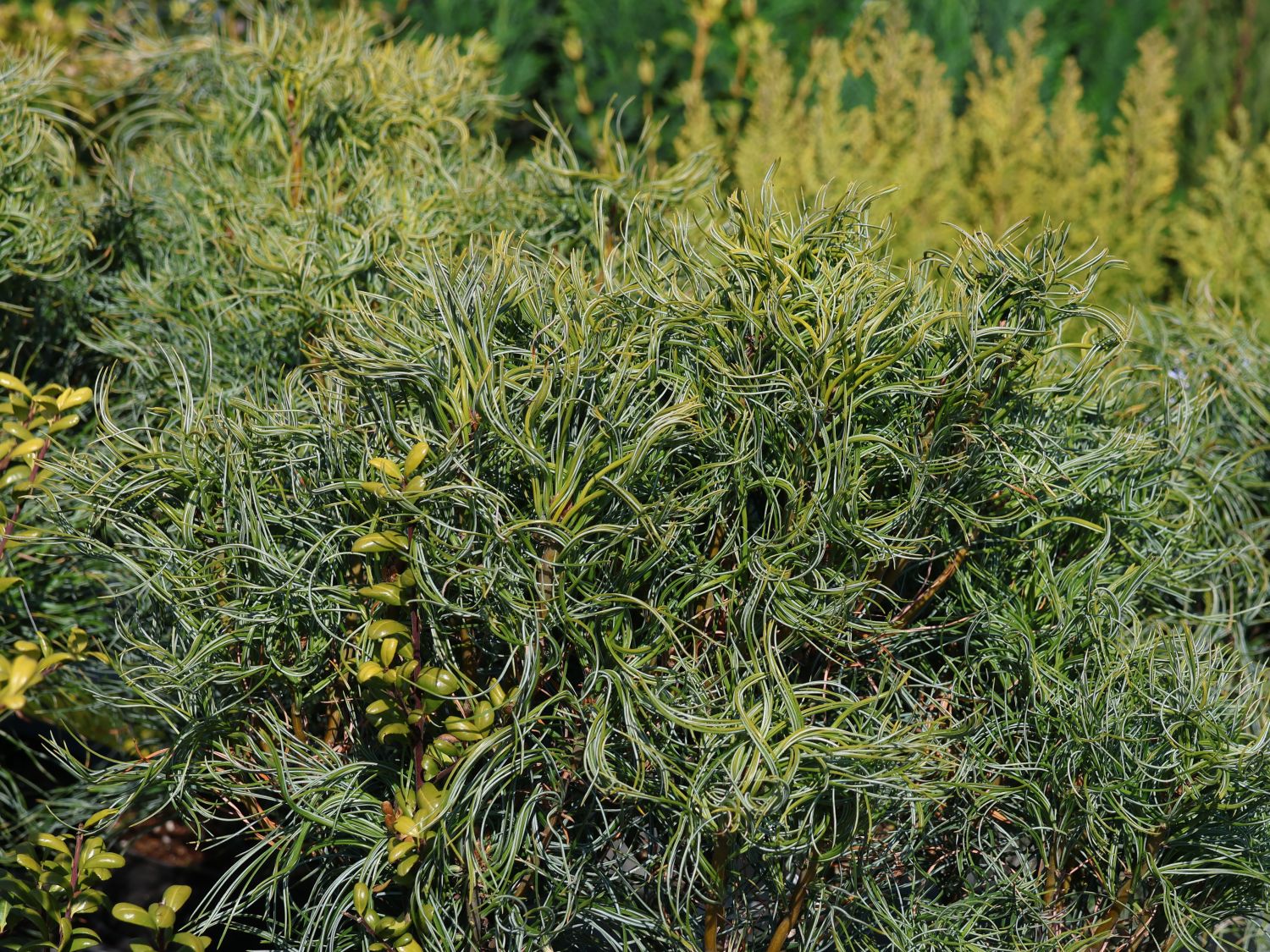 Weymouthskiefer 'Green Twist' - Pinus strobus 'Green Twist'
