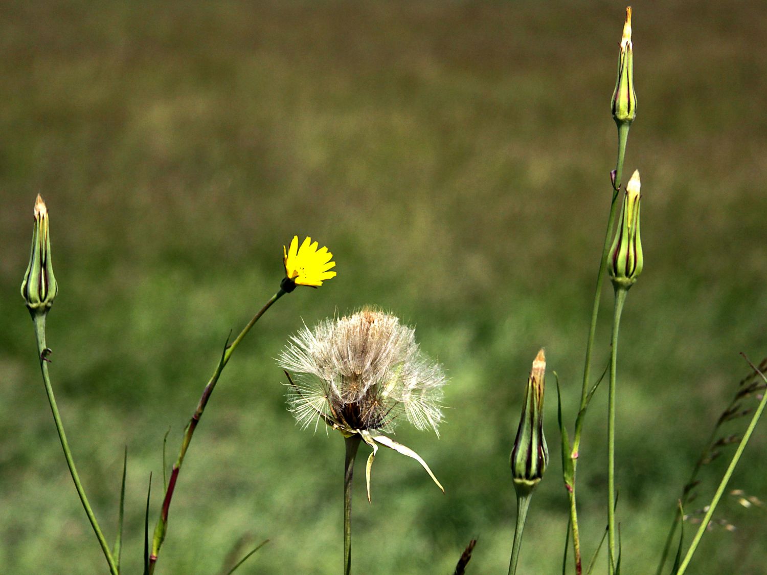 Bocksbärte (Tragopogon)