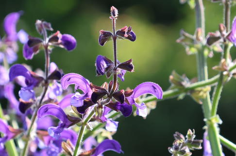 Wiesen-Salbei - Salvia pratensis