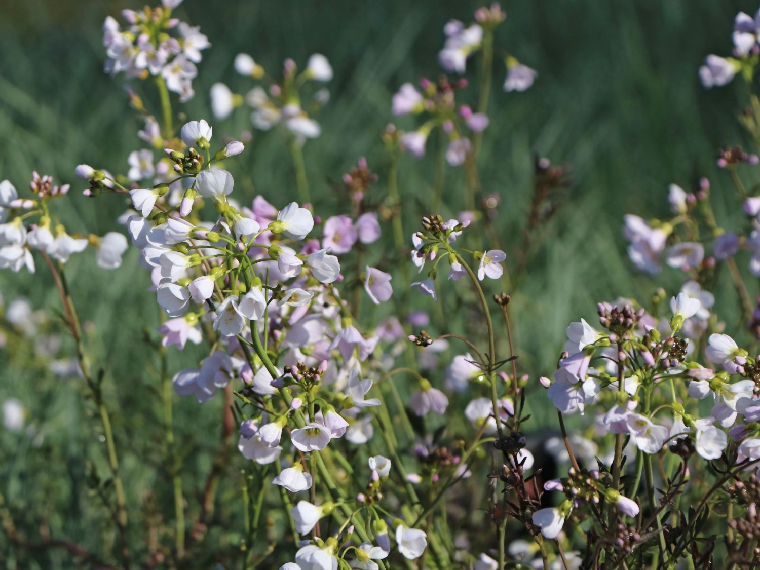 Wiesen-Schaumkraut - Cardamine pratensis