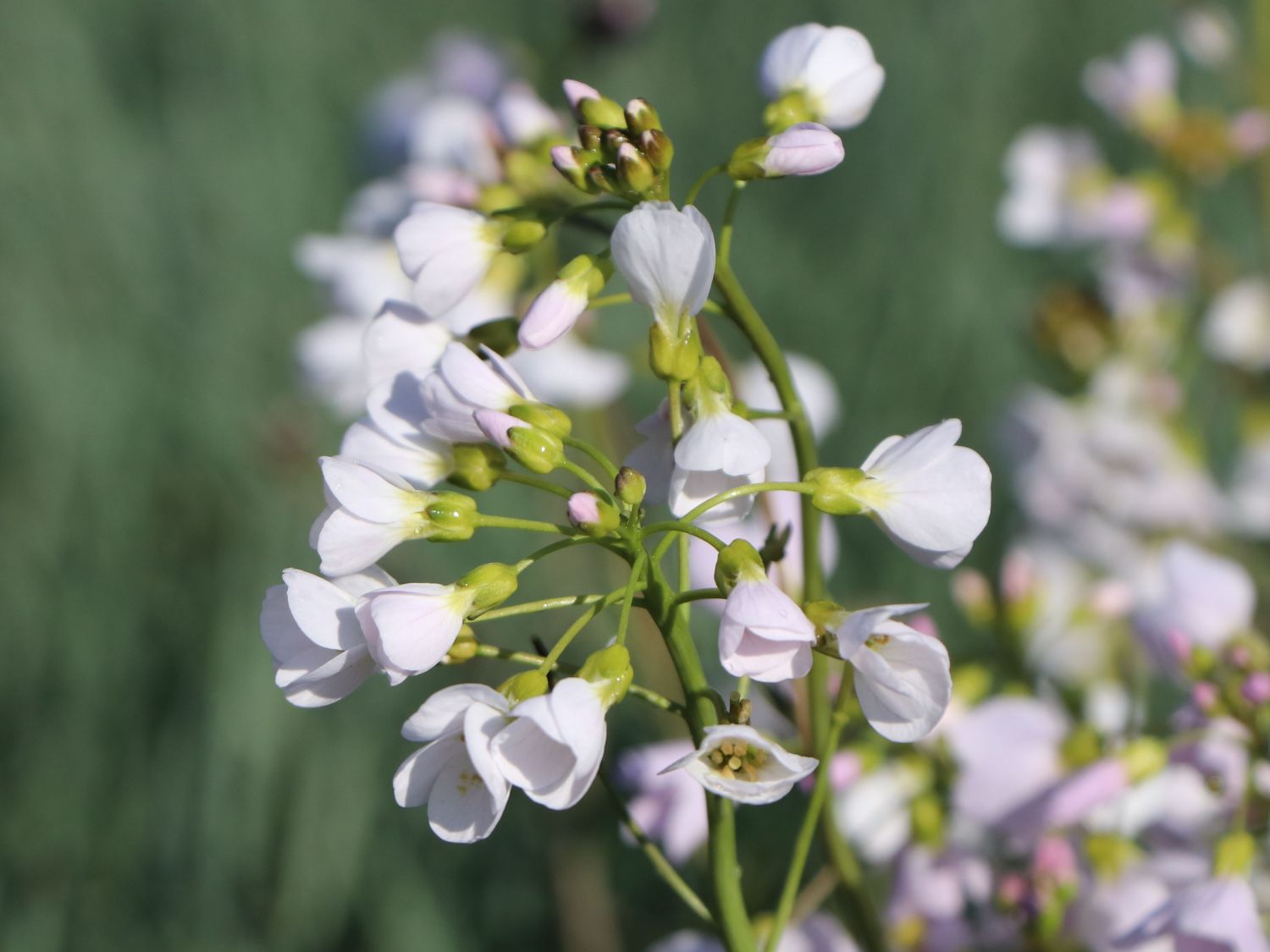 Schaumkräuter (Cardamine)
