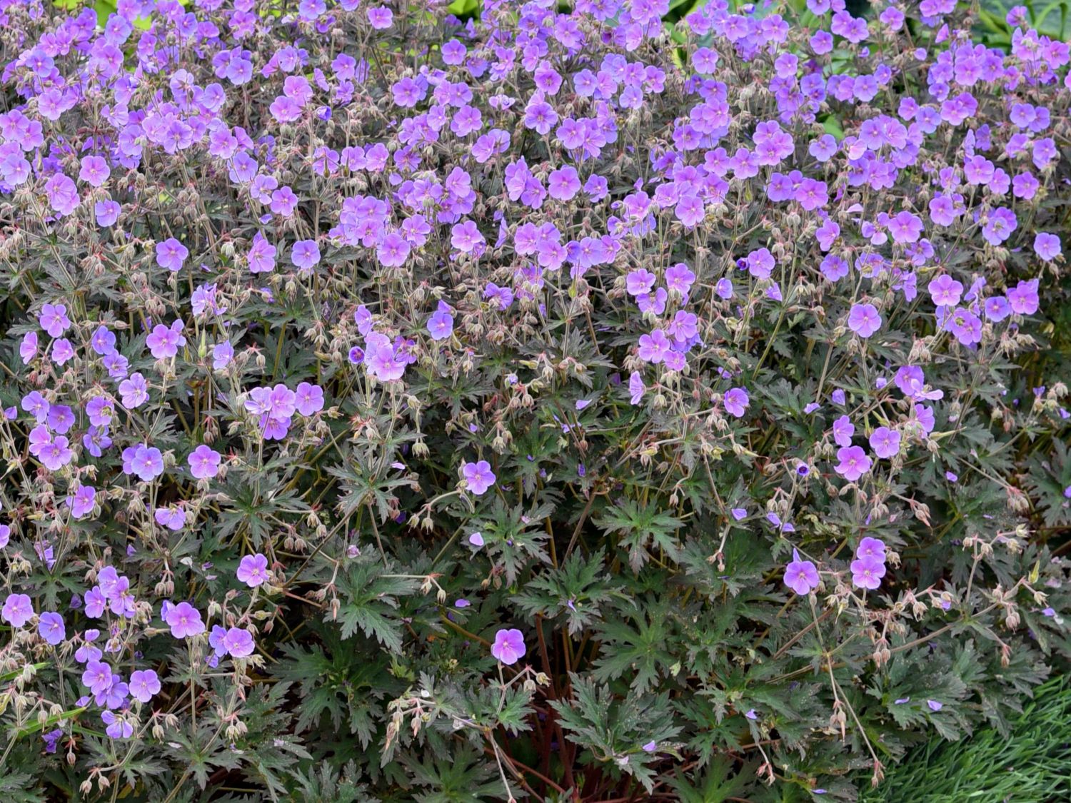 Wiesen-Storchschnabel 'Boom Chocolatta'