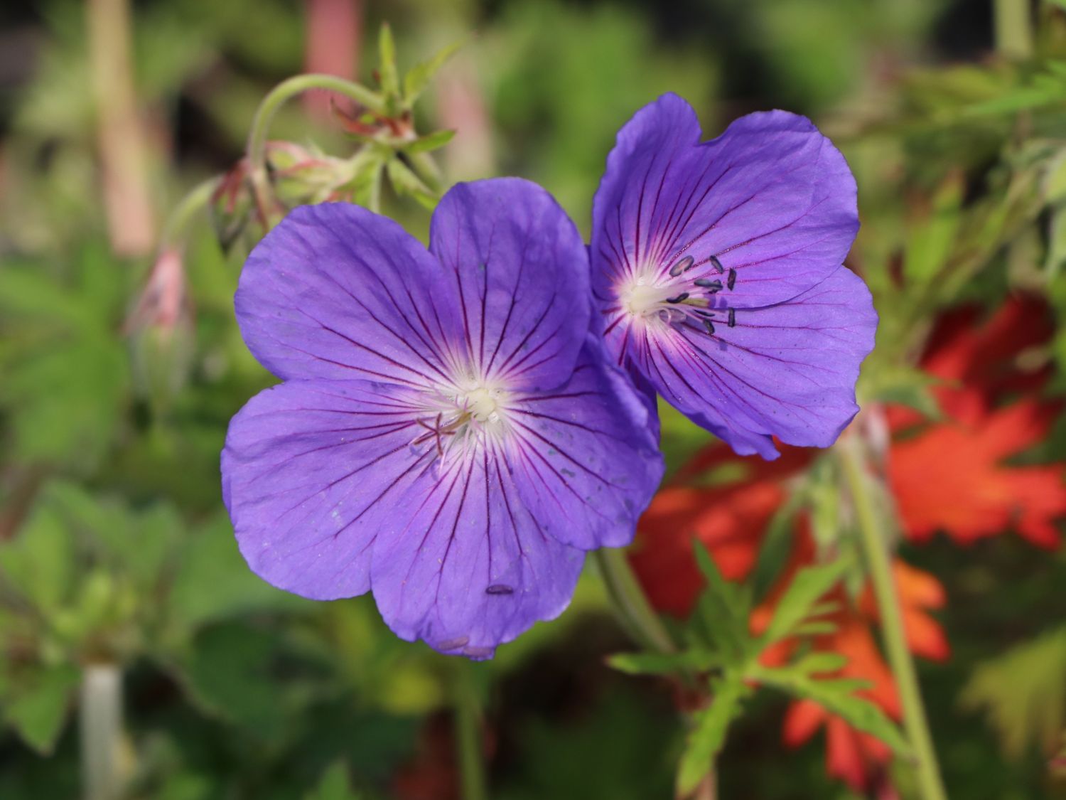 Wiesen-Storchschnabel 'Orion' - Geranium pratense 'Orion'
