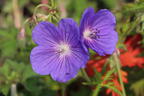 Wiesen-Storchschnabel 'Orion' - Geranium pratense 'Orion'