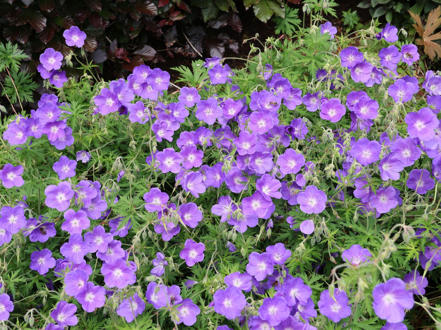 Wiesen-Storchschnabel 'Orion'