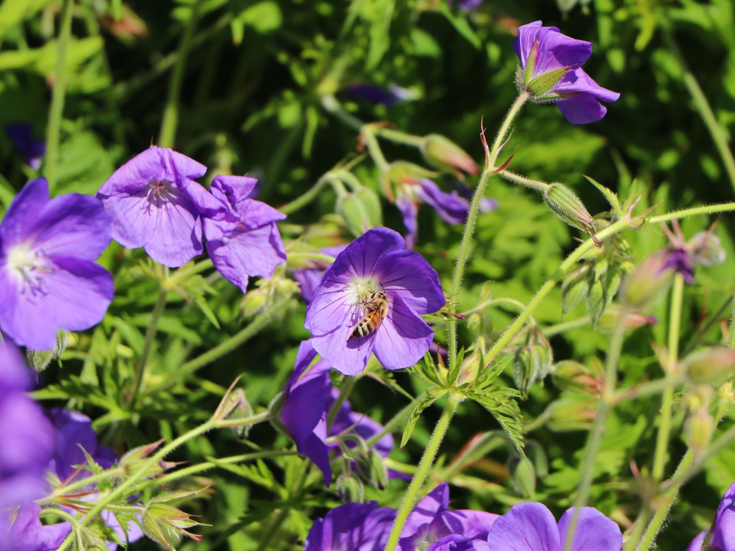Wiesen-Storchschnabel 'Orion' - Geranium pratense 'Orion'