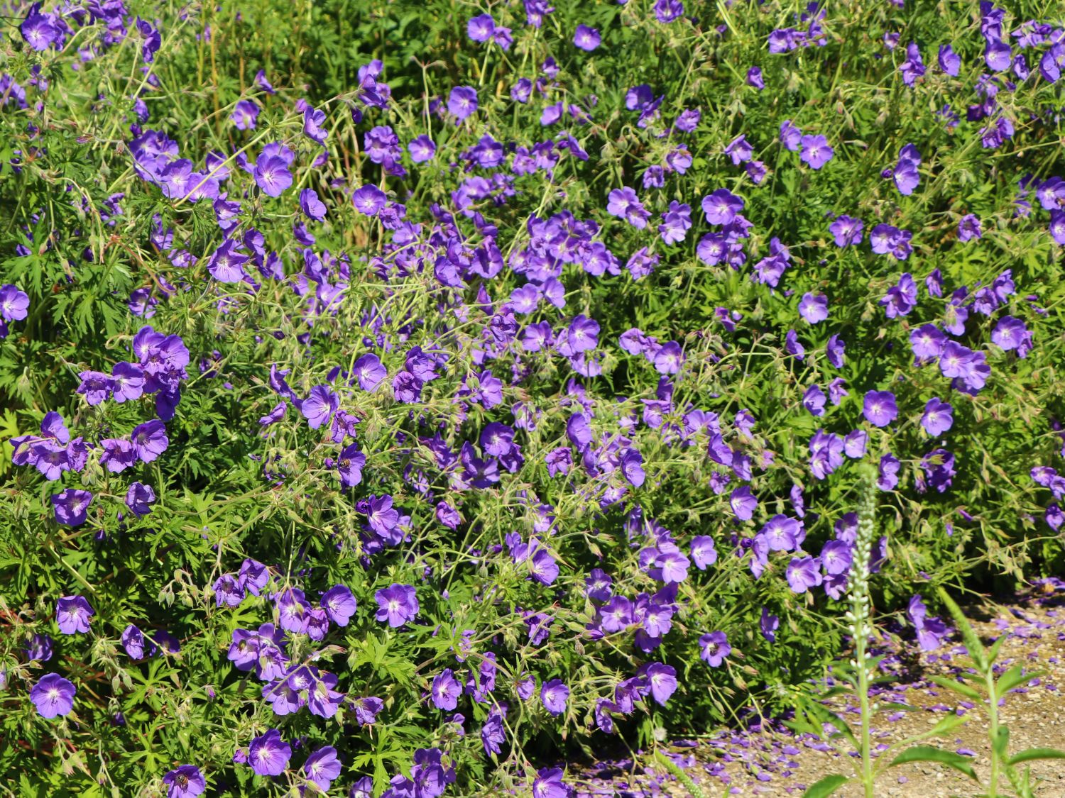 Wiesen-Storchschnabel 'Orion' - Geranium pratense 'Orion'