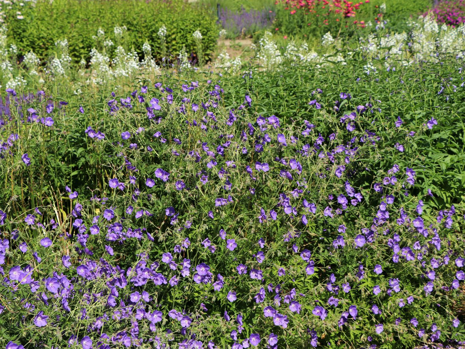 Wiesen-Storchschnabel 'Orion' - Geranium pratense 'Orion'