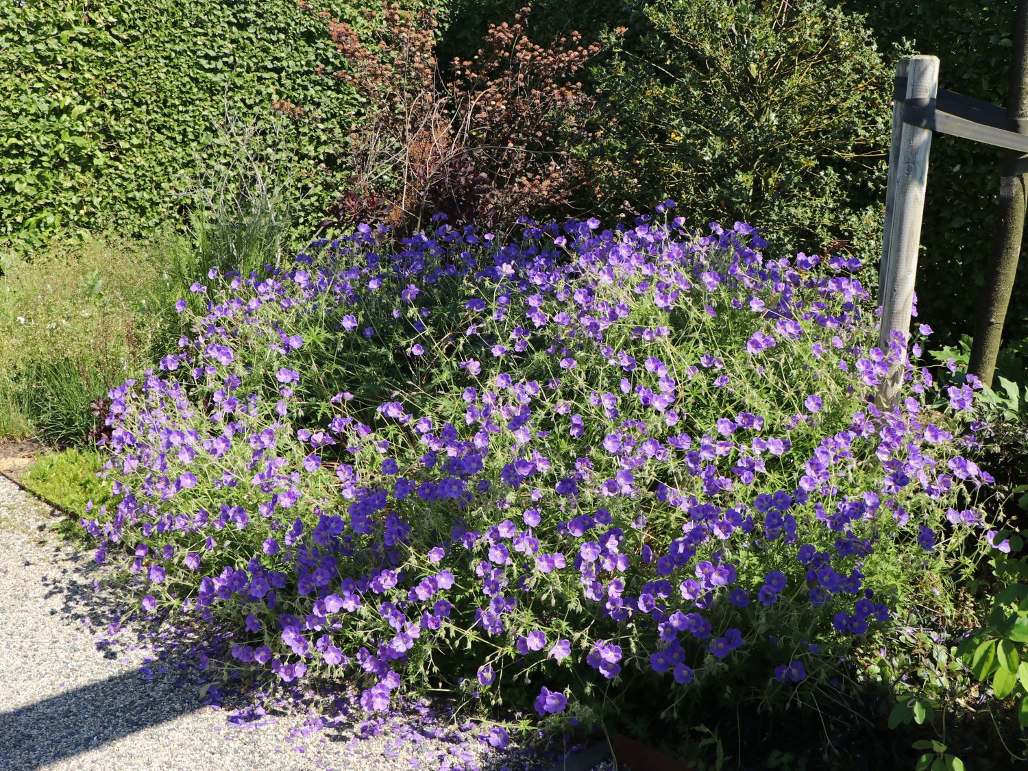 Wiesen-Storchschnabel 'Orion' - Geranium pratense 'Orion'