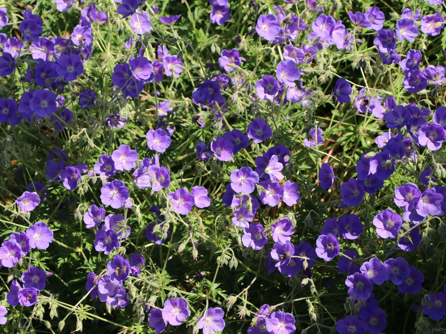Wiesen-Storchschnabel 'Orion' - Geranium pratense 'Orion'