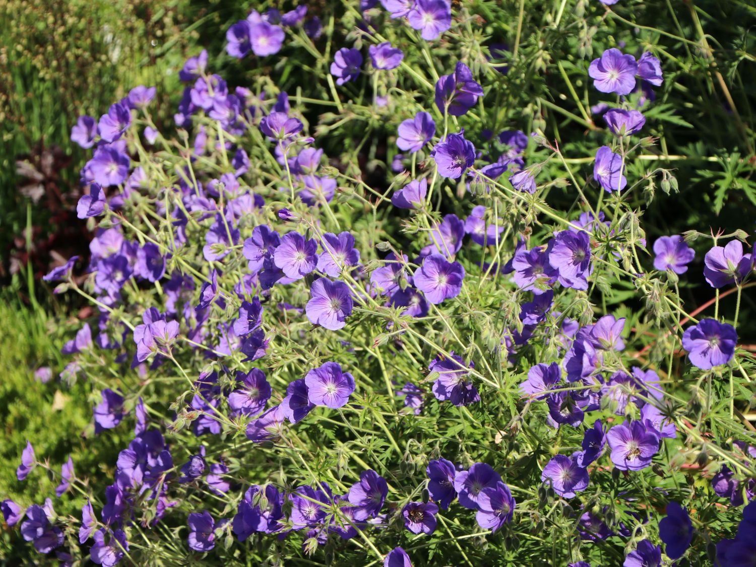 Wiesen-Storchschnabel 'Orion' - Geranium pratense 'Orion'