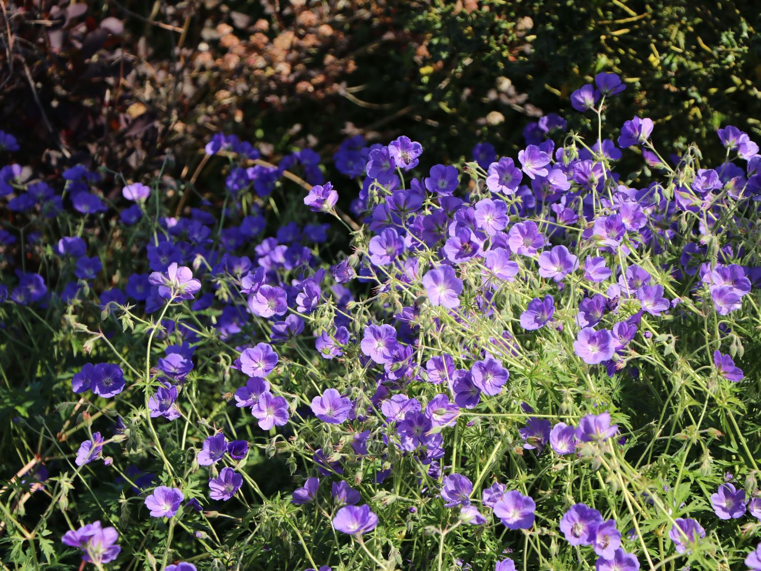 Wiesen-Storchschnabel 'Orion' - Geranium pratense 'Orion'