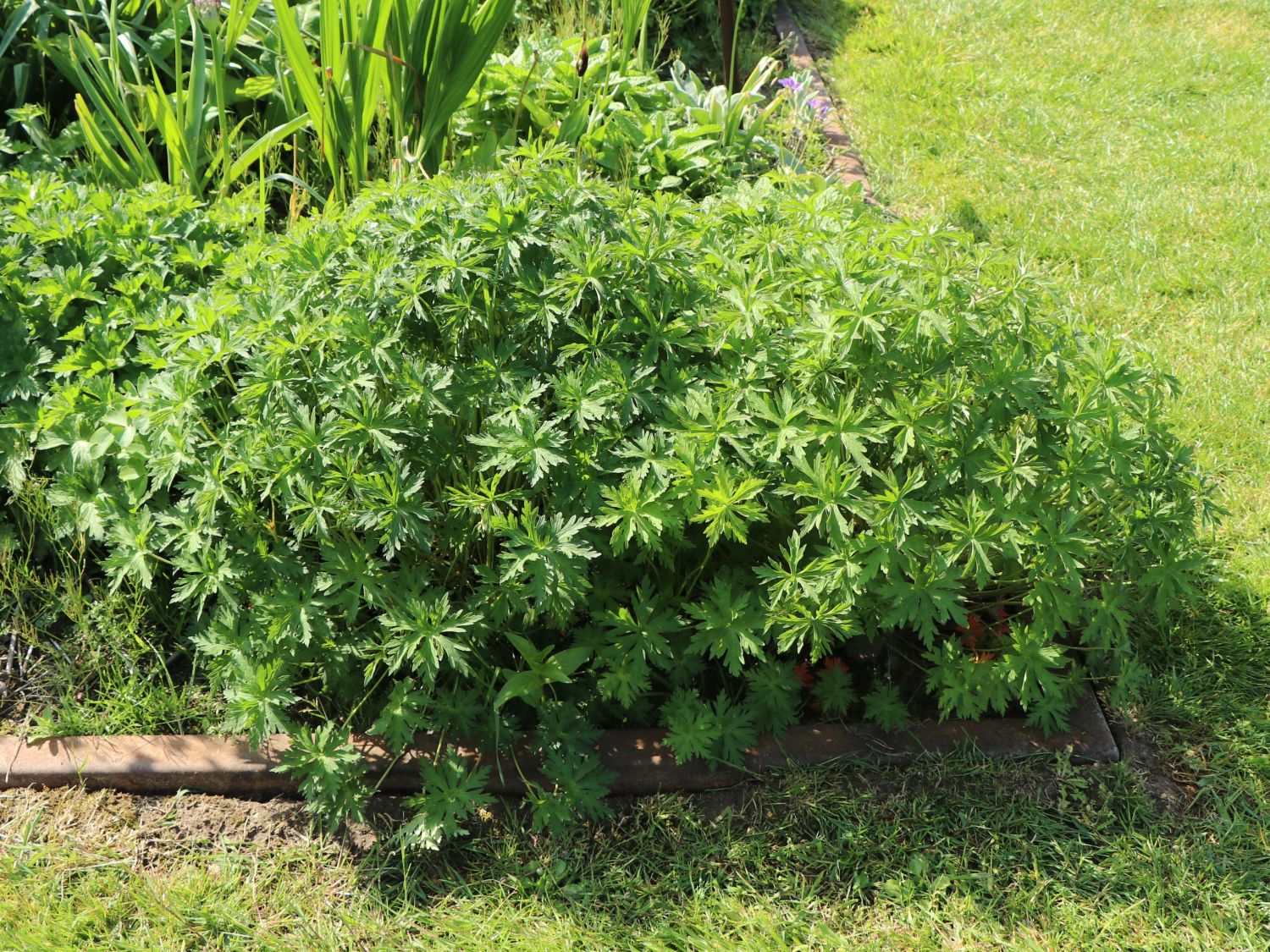 Wiesen-Storchschnabel 'Orion' - Geranium pratense 'Orion'