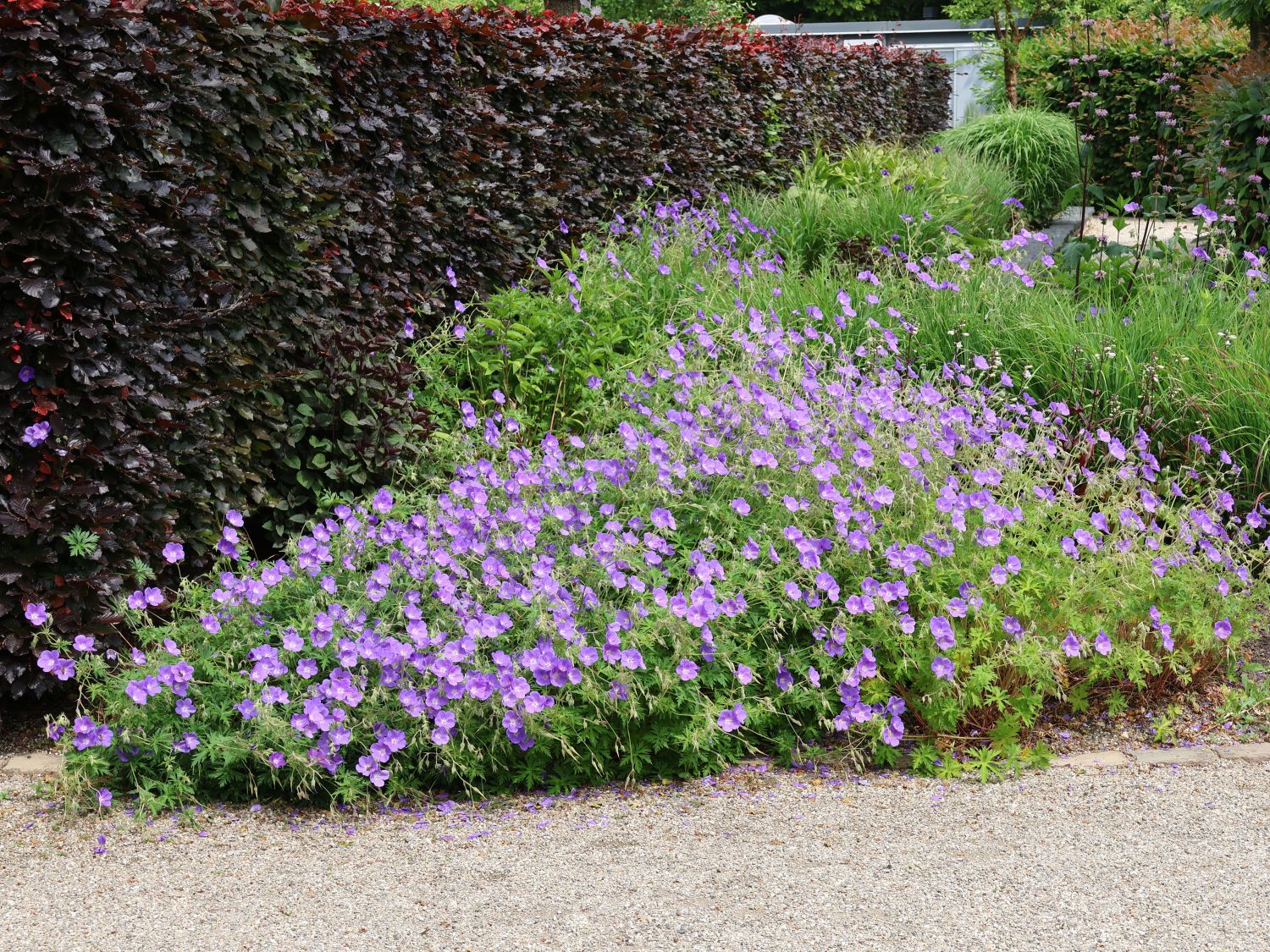 Wiesen-Storchschnabel 'Orion' - Geranium pratense 'Orion'