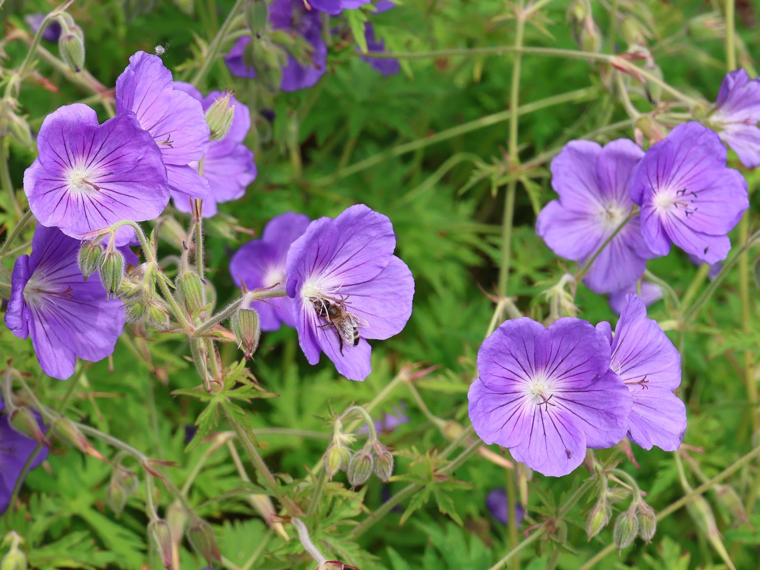 Wiesen-Storchschnabel 'Orion' - Geranium pratense 'Orion'
