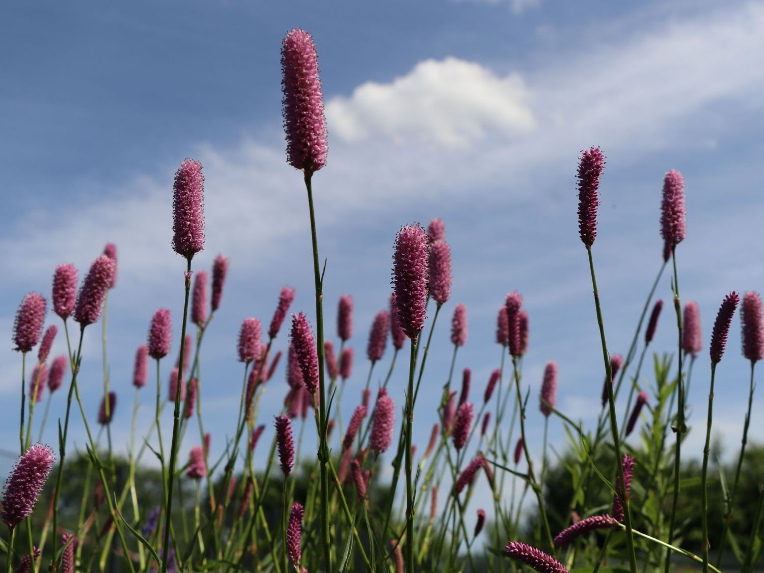 Wiesenknöterich 'Hohe Tatra'