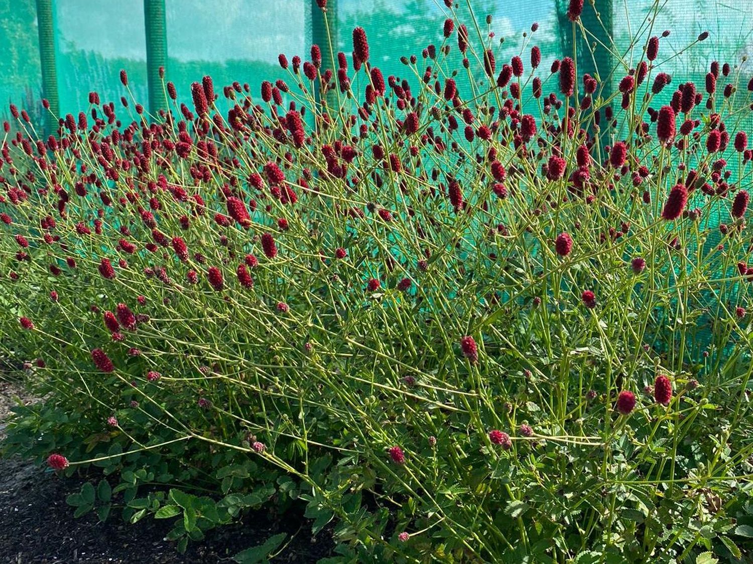 Wiesenknopf 'Beetlewings'