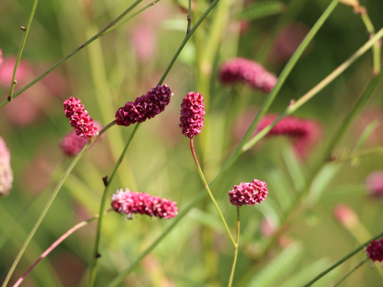 Wiesenknopf 'Cangshan Cranberry'