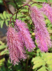 Wiesenknopf 'Lilac Squirrel'