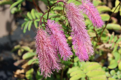 Wiesenknopf 'Lilac Squirrel' - Sanguisorba hakusanensis 'Lilac Squirrel'