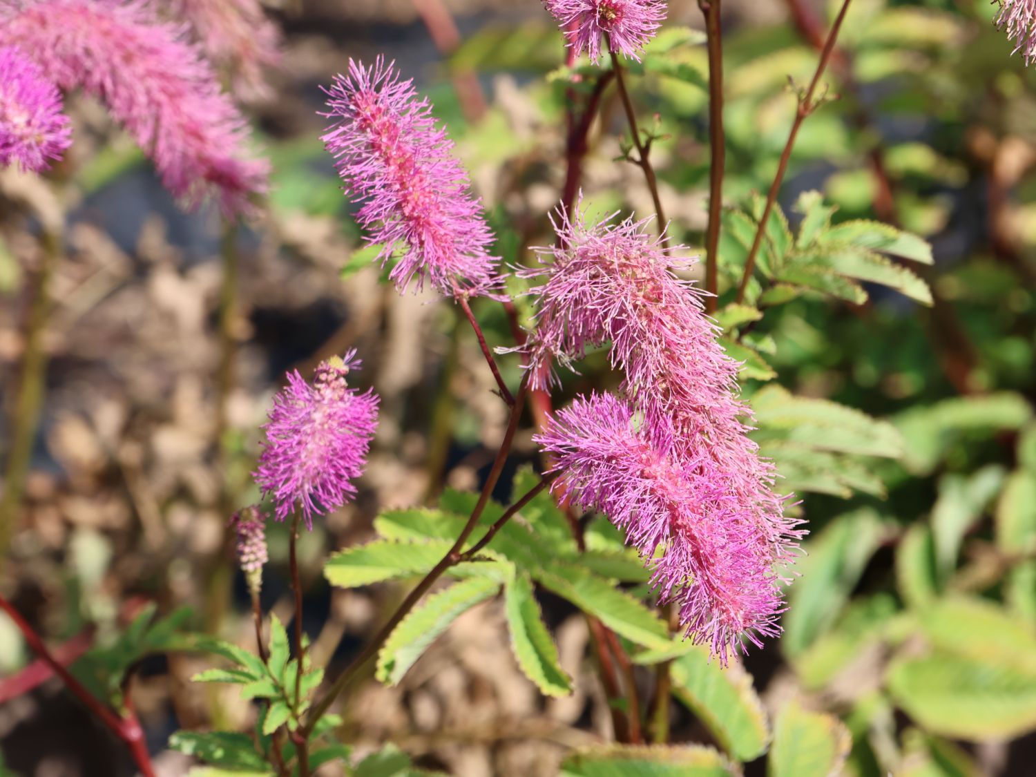 Wiesenknopf 'Lilac Squirrel' - Sanguisorba hakusanensis 'Lilac Squirrel'