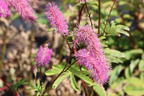 Wiesenknopf 'Lilac Squirrel' - Sanguisorba hakusanensis 'Lilac Squirrel'