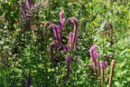 Wiesenknopf 'Lilac Squirrel' - Sanguisorba hakusanensis 'Lilac Squirrel'