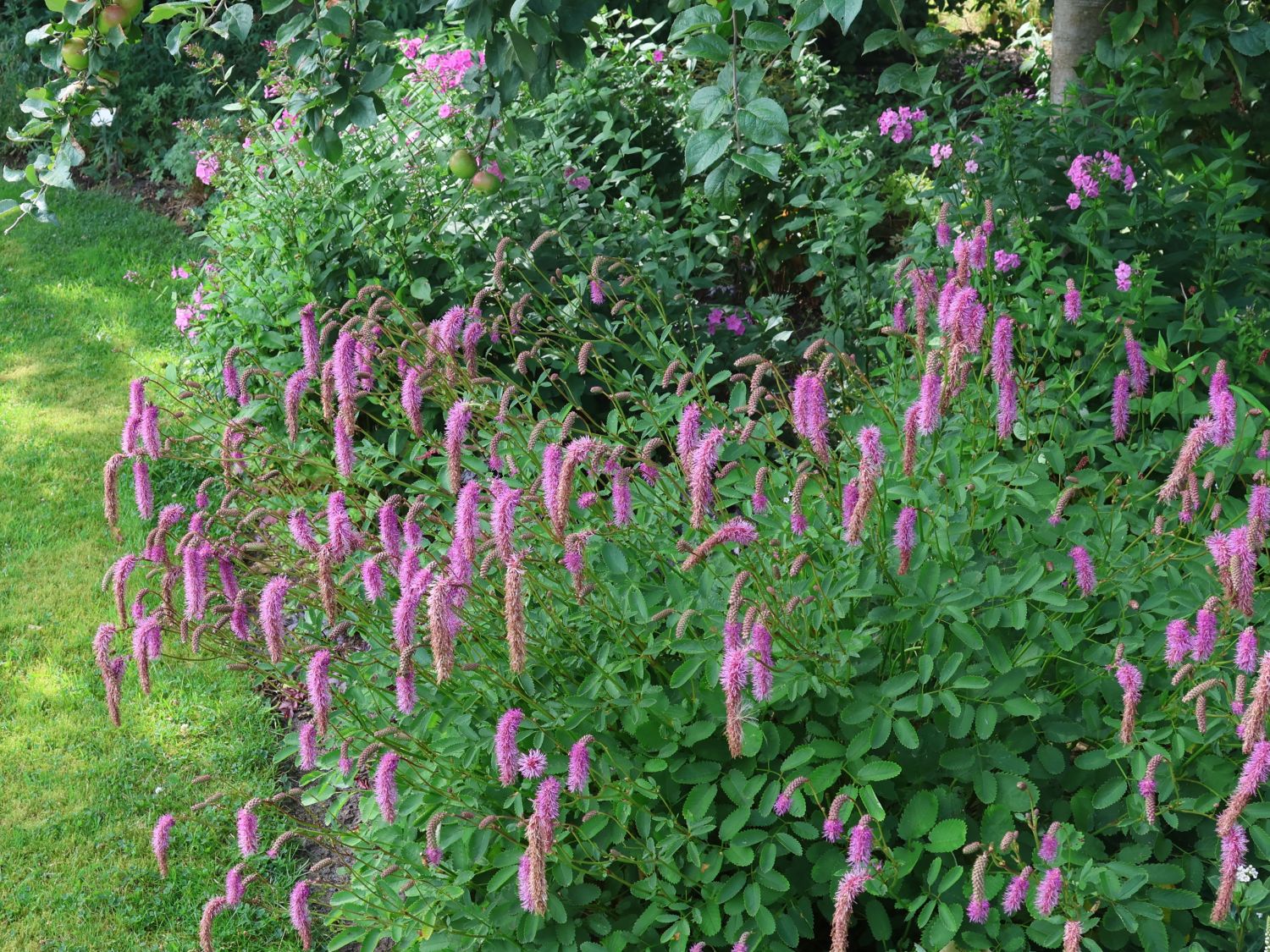 Wiesenknopf 'Lilac Squirrel' - Sanguisorba hakusanensis 'Lilac Squirrel'
