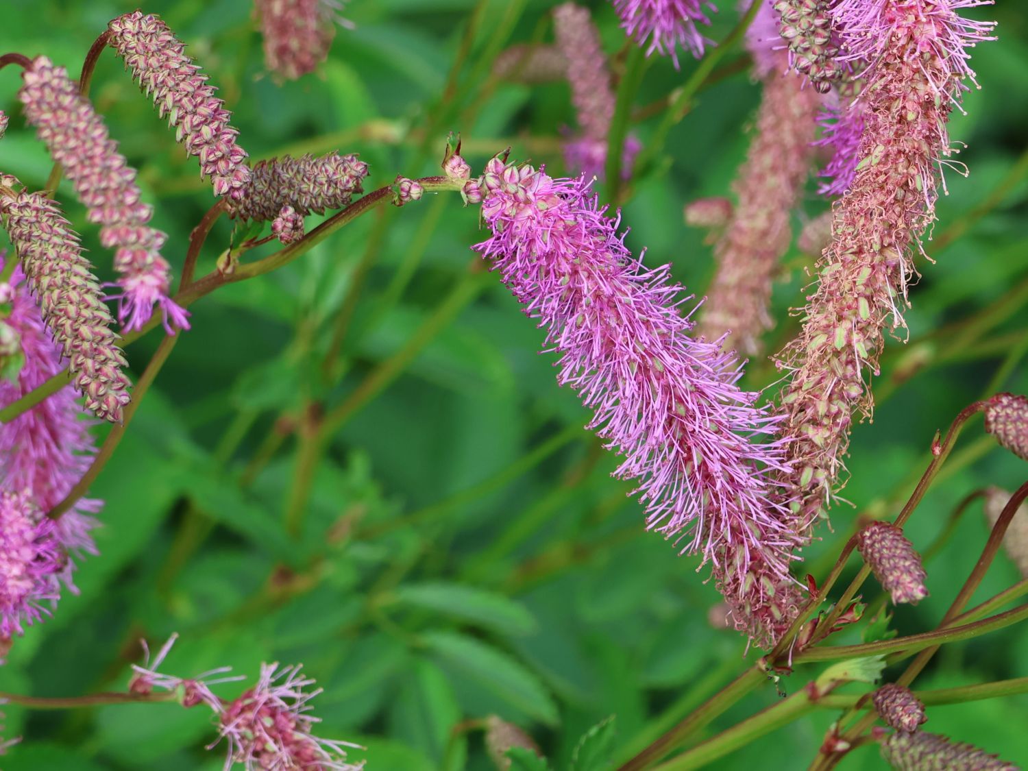 Wiesenknopf 'Lilac Squirrel' - Sanguisorba hakusanensis 'Lilac Squirrel'